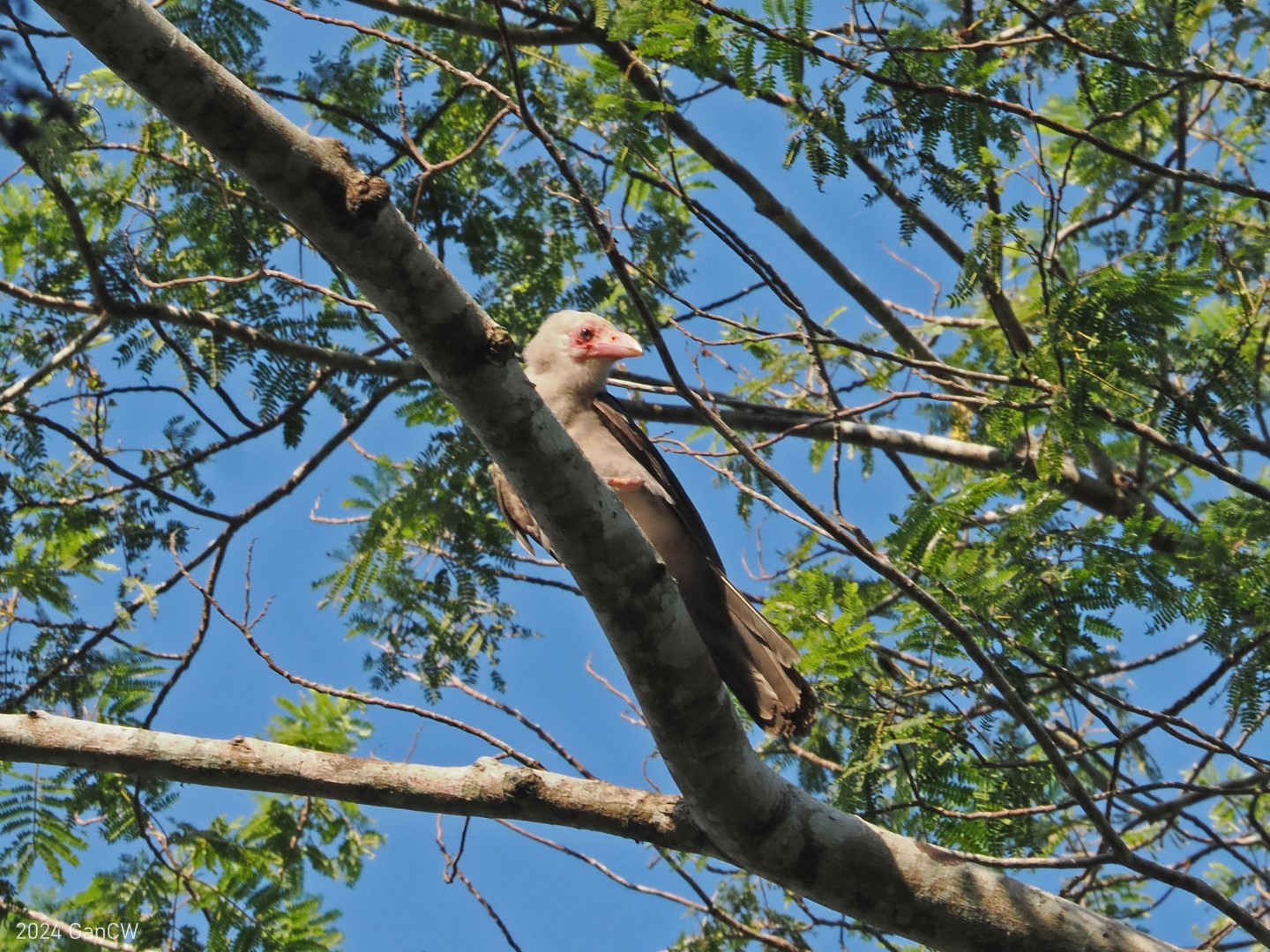 Indian Jungle Crow