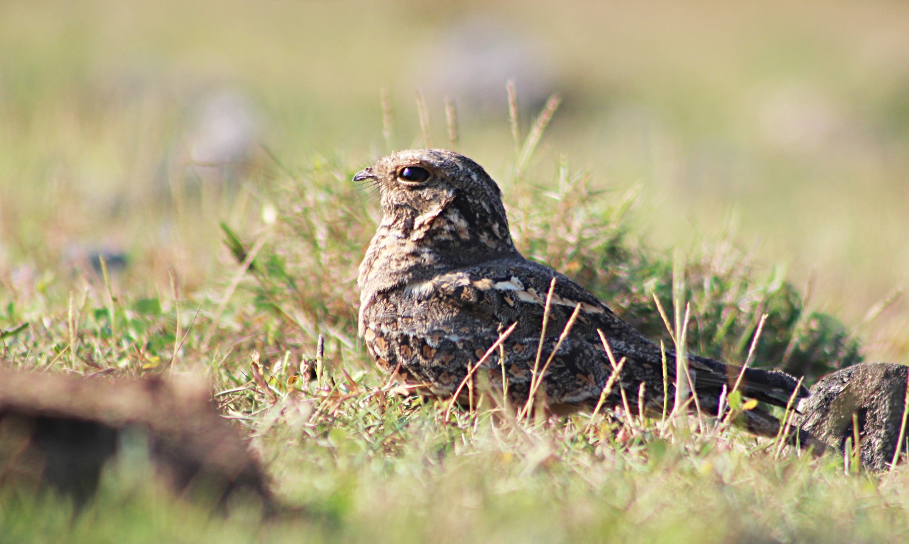 Indian Jungle Nightjar