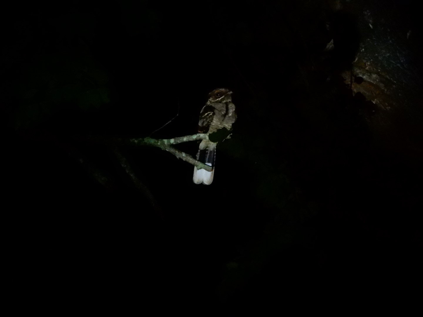 Indian Jungle Nightjar