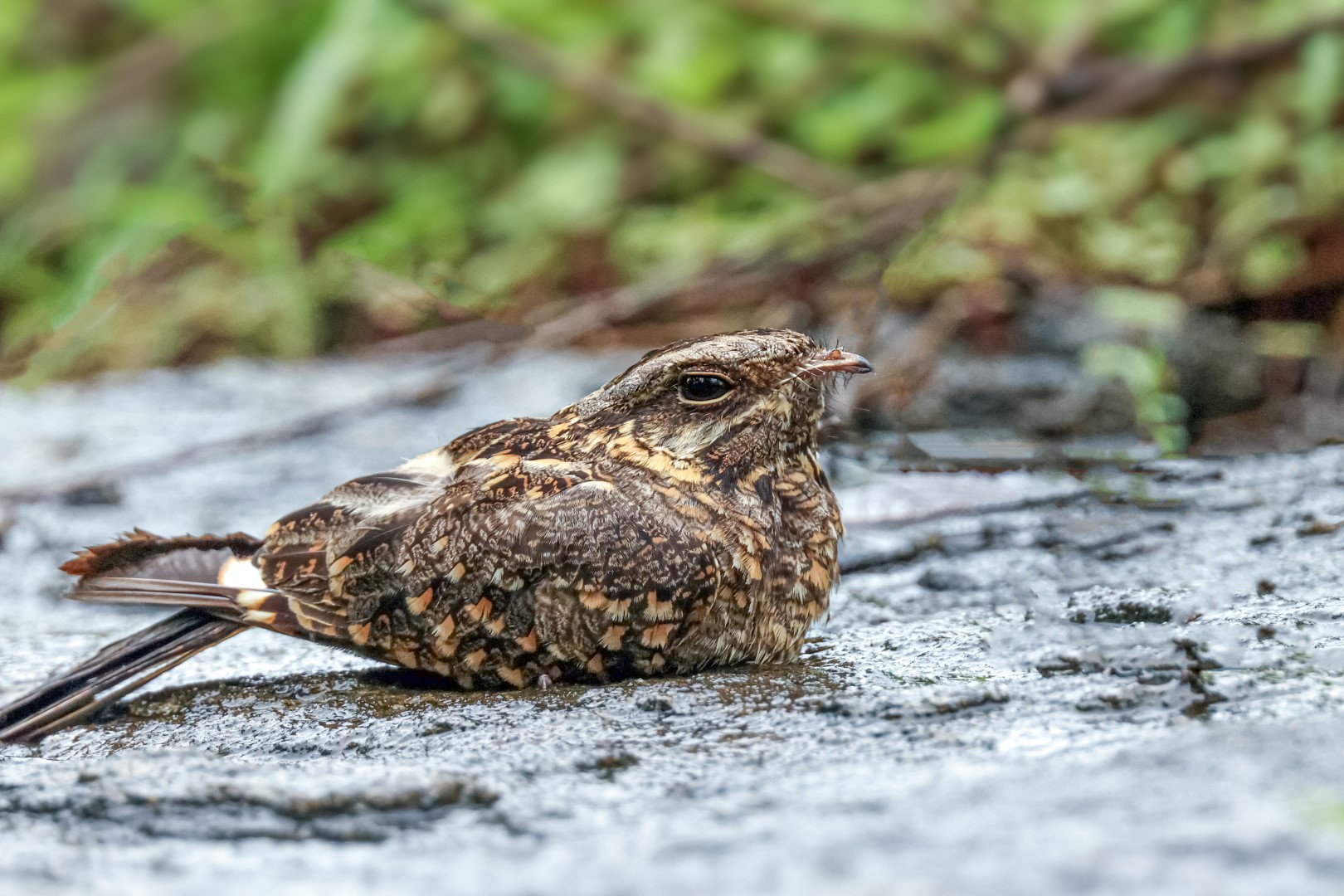 Indian Nightjar