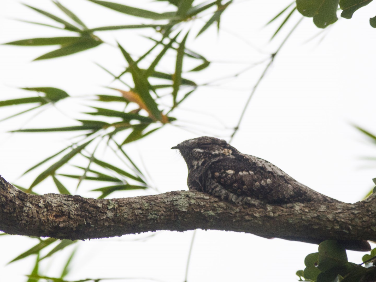 Indian Nightjar