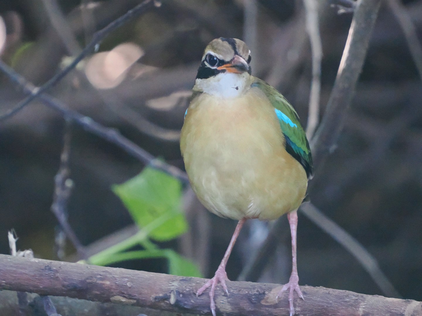 Indian Pitta