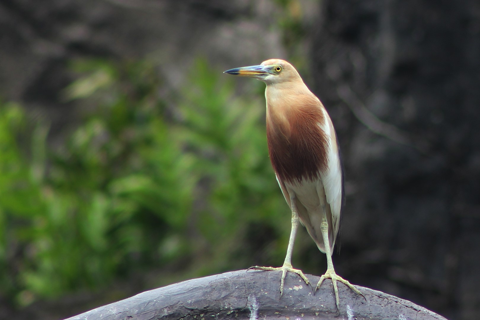 Indian Pond Heron