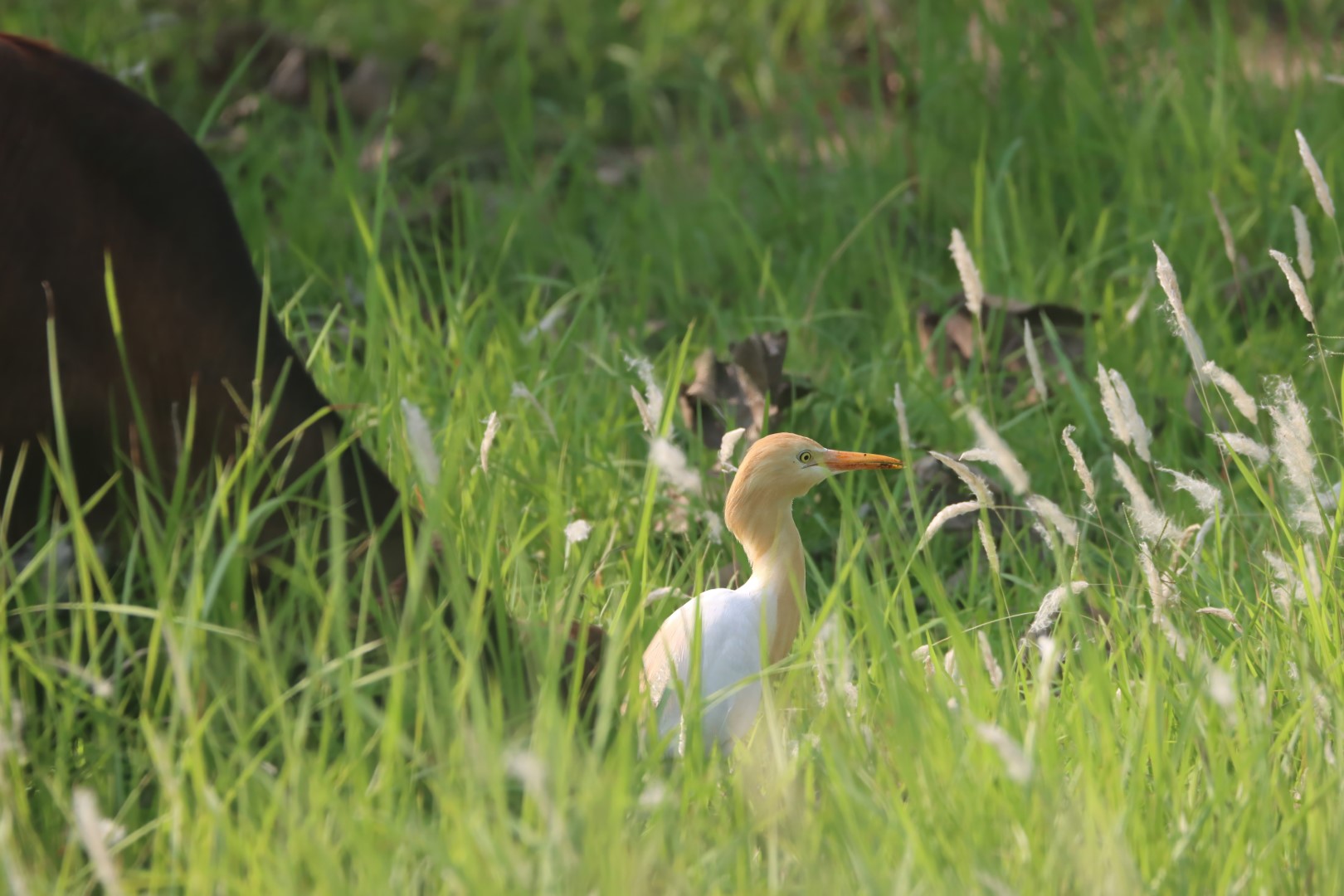 Indian Pond Heron