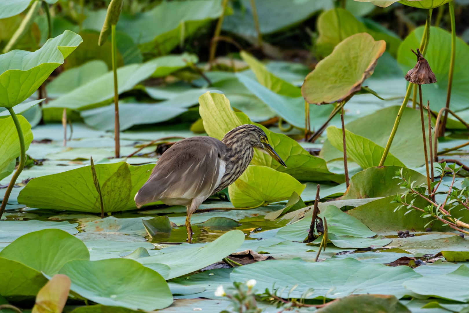 Indian Pond Heron