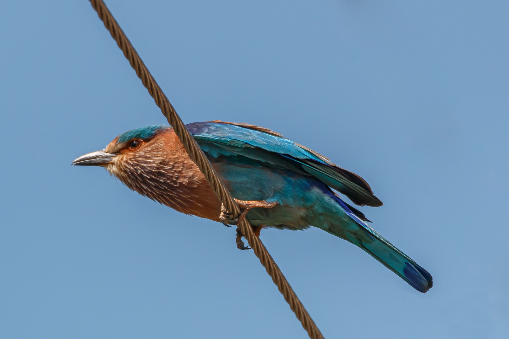 Indian Roller