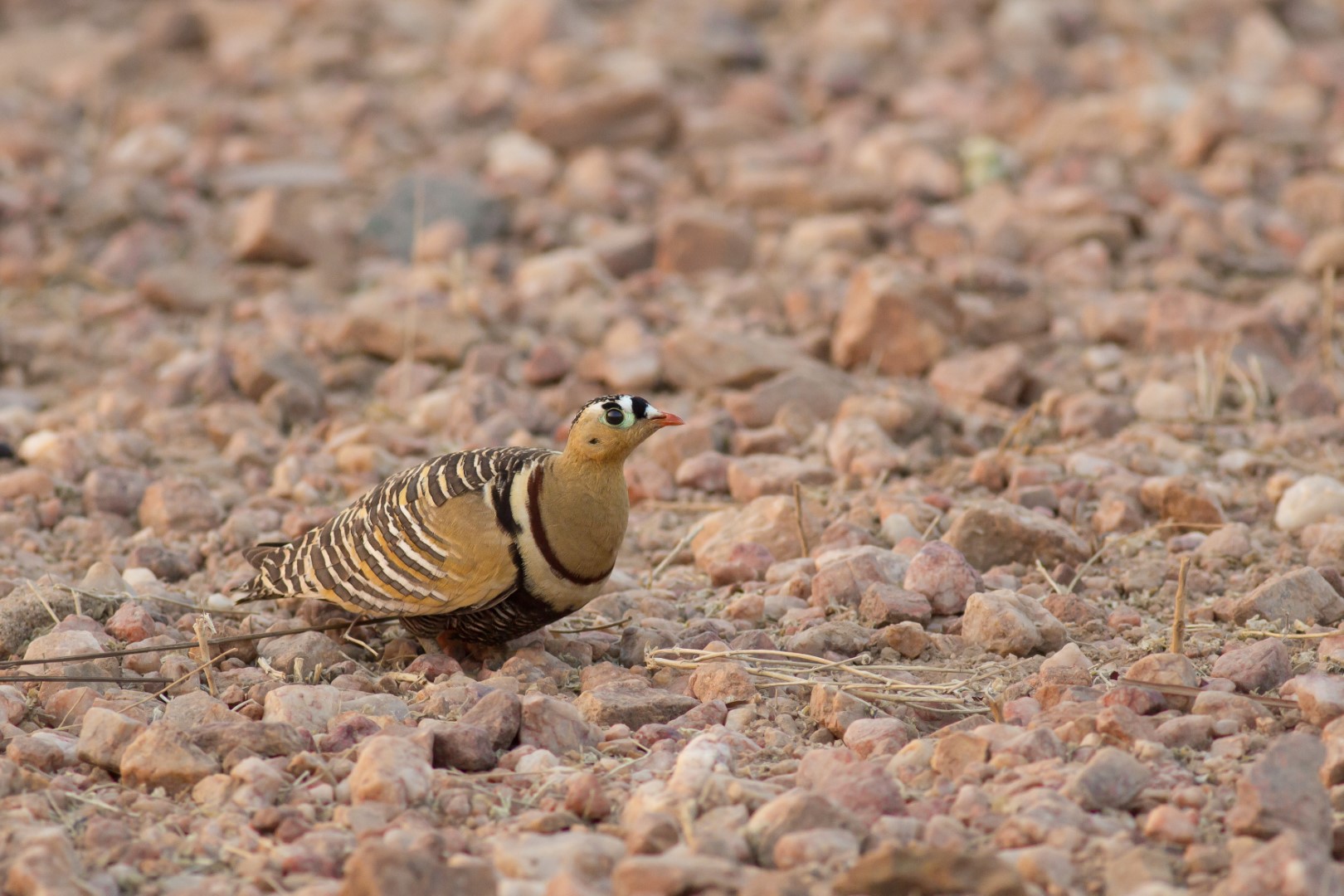 Indian Sandgrouse
