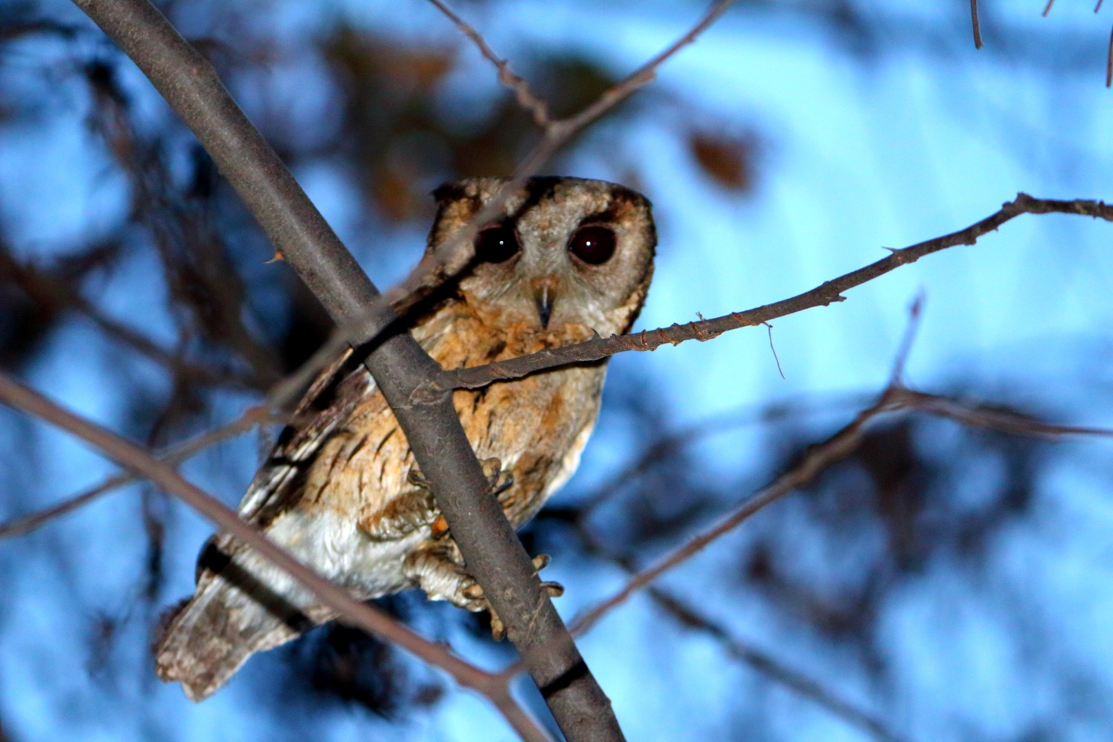 Indian Scops Owl