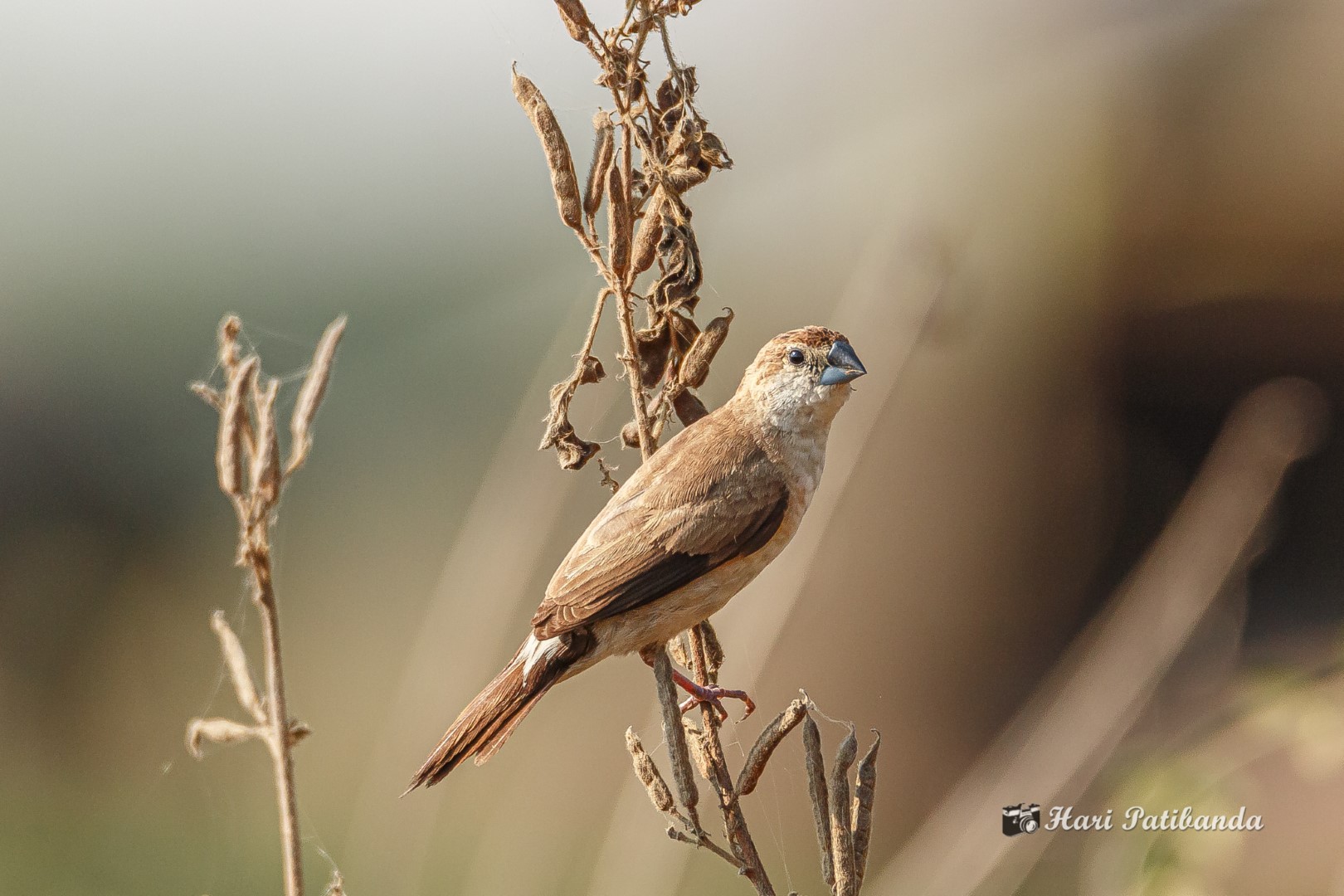 Indian Silverbill