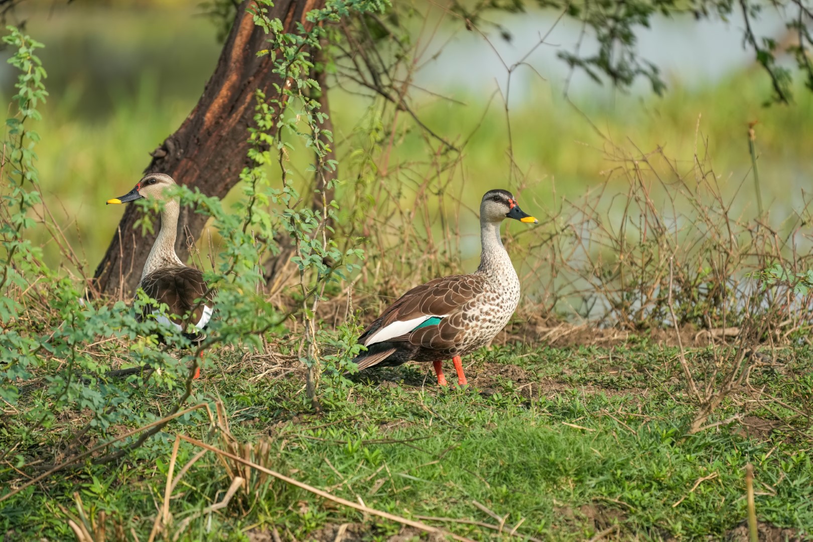 Indian Spot-billed Duck