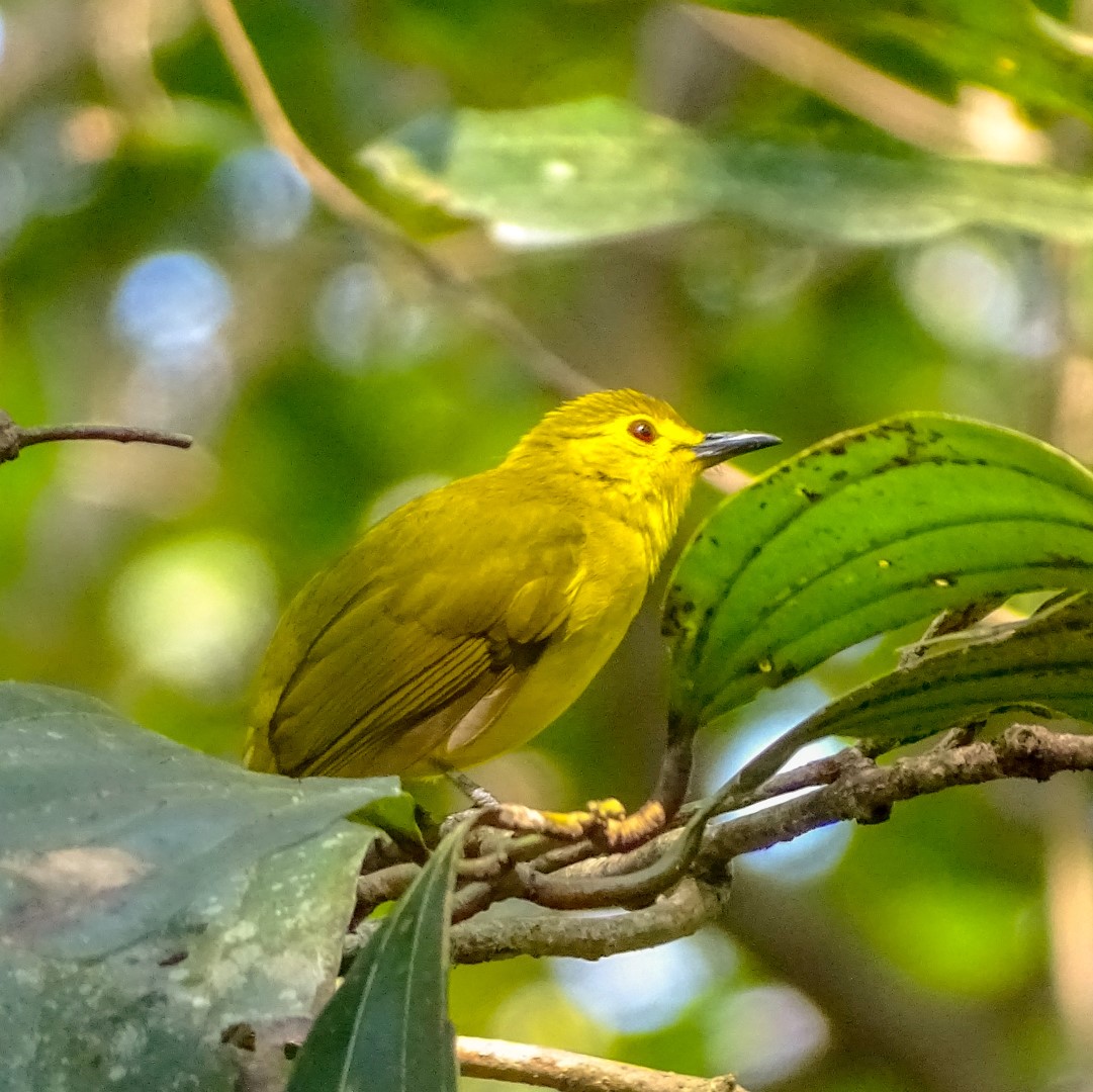 Indian Spotted Eagle