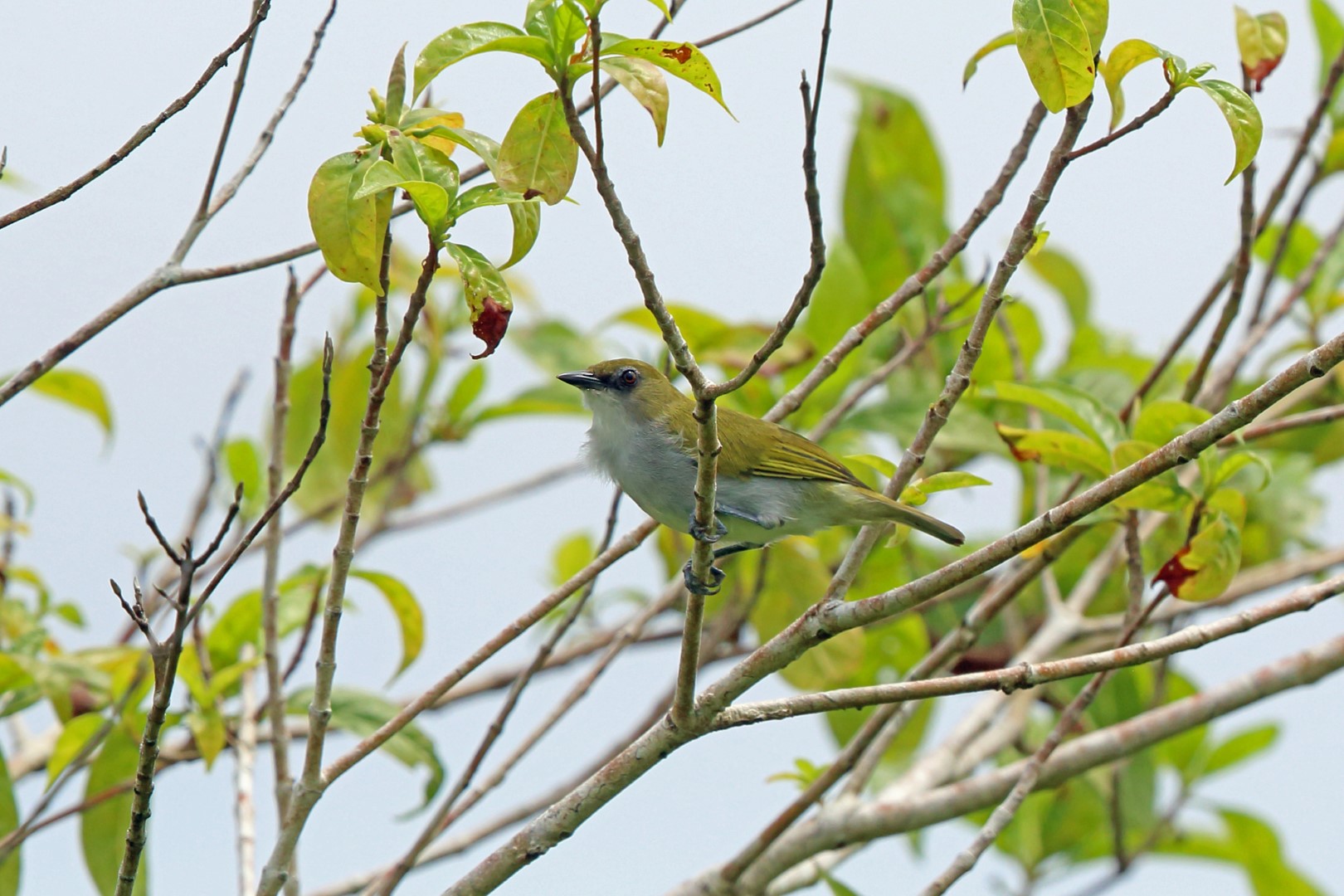 Indian White-eye