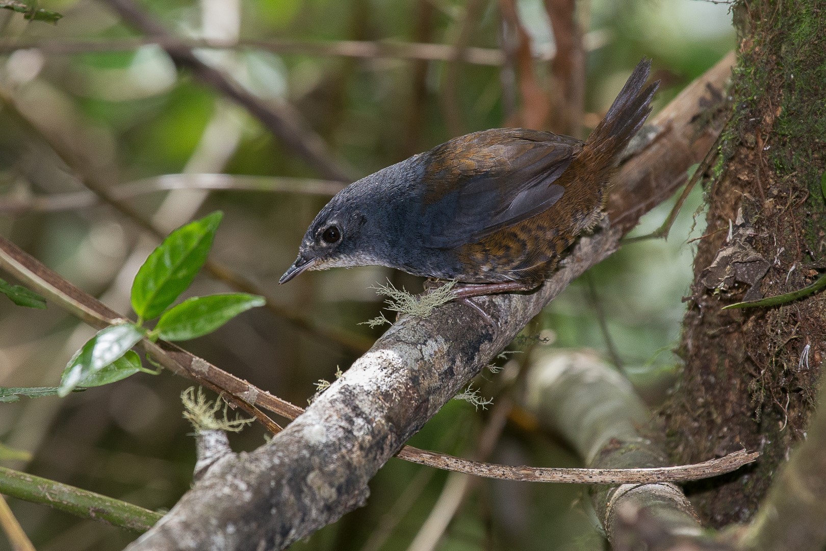 Indigo-banded Antbird
