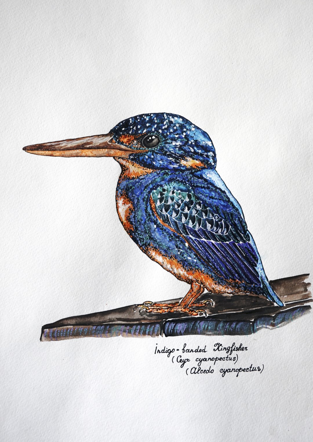 Indigo-banded Kingfisher
