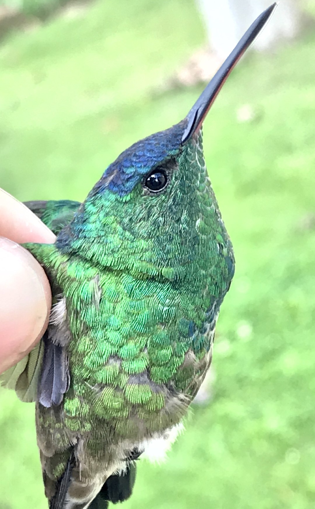 Indigo-capped Hummingbird