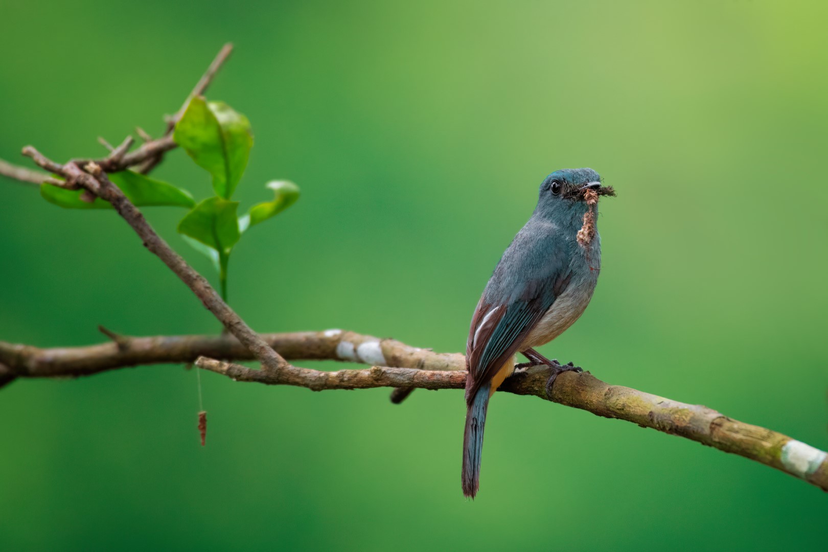 Indigo Flycatcher