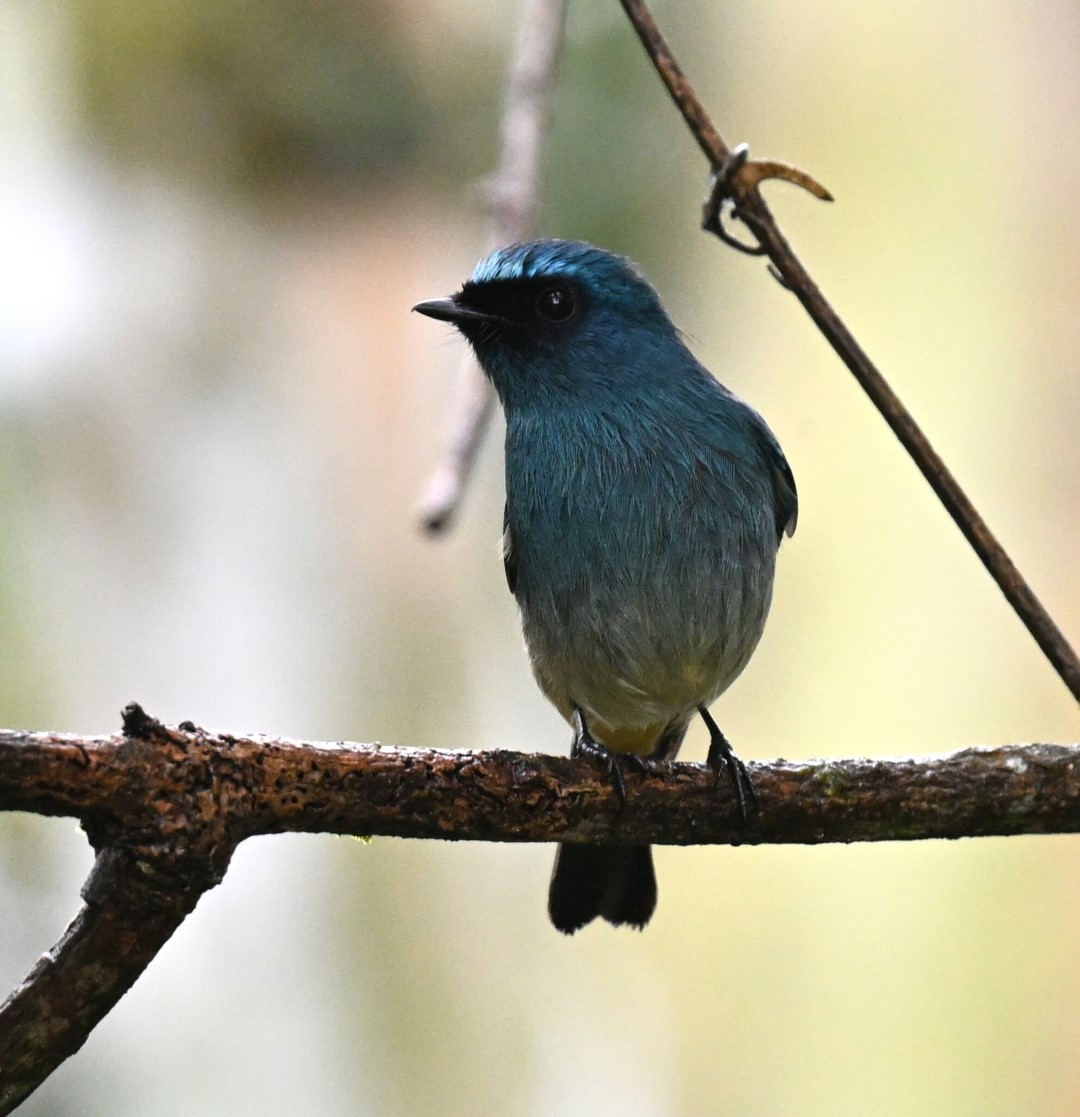 Indigo Flycatcher