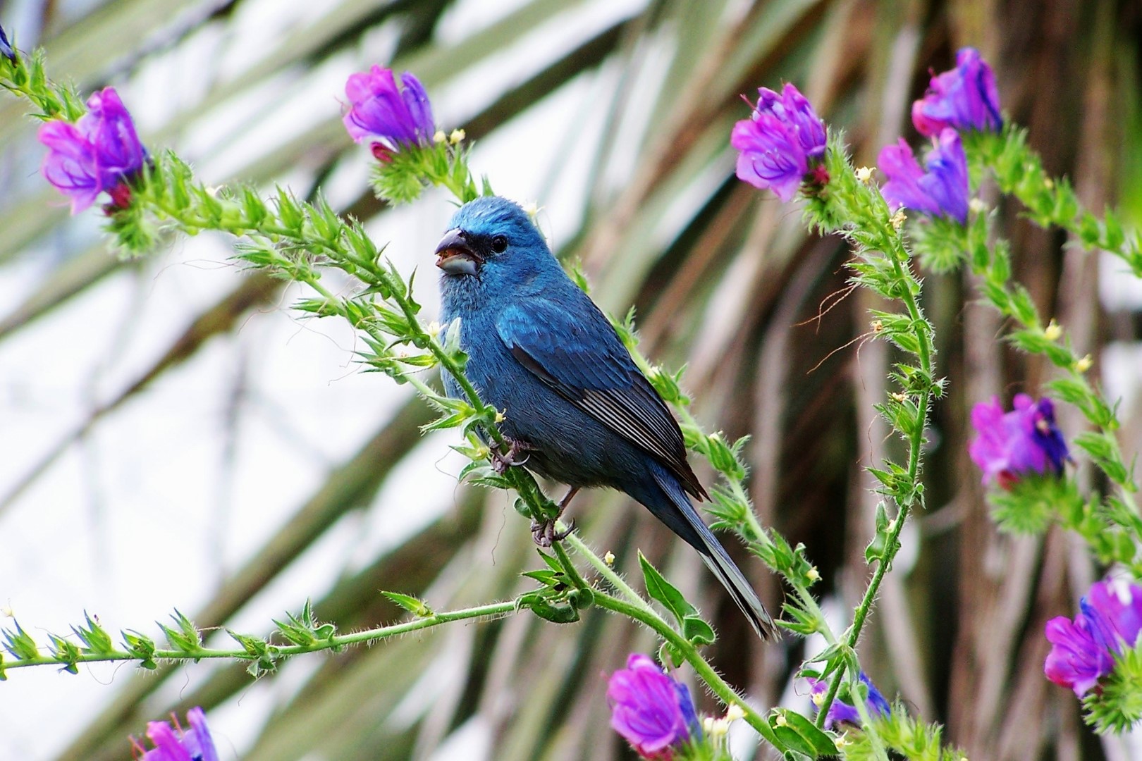 Indigo Grosbeak