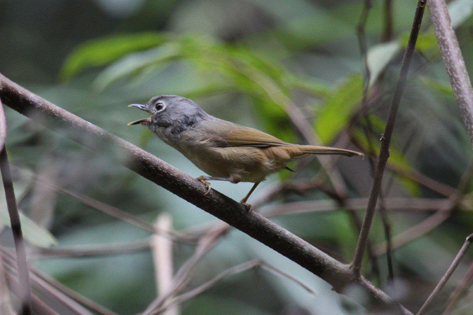 Indochinese Fulvetta