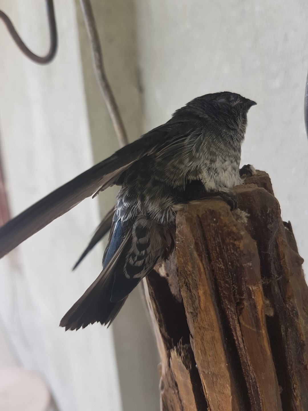 Indochinese Swiftlet