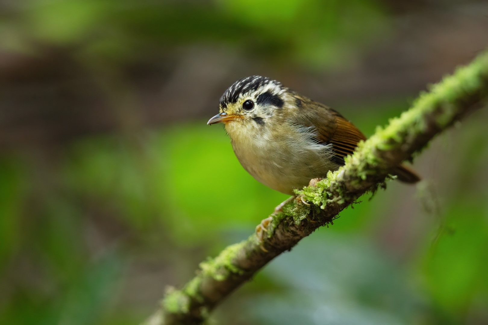 Indochinese Wren-Babbler