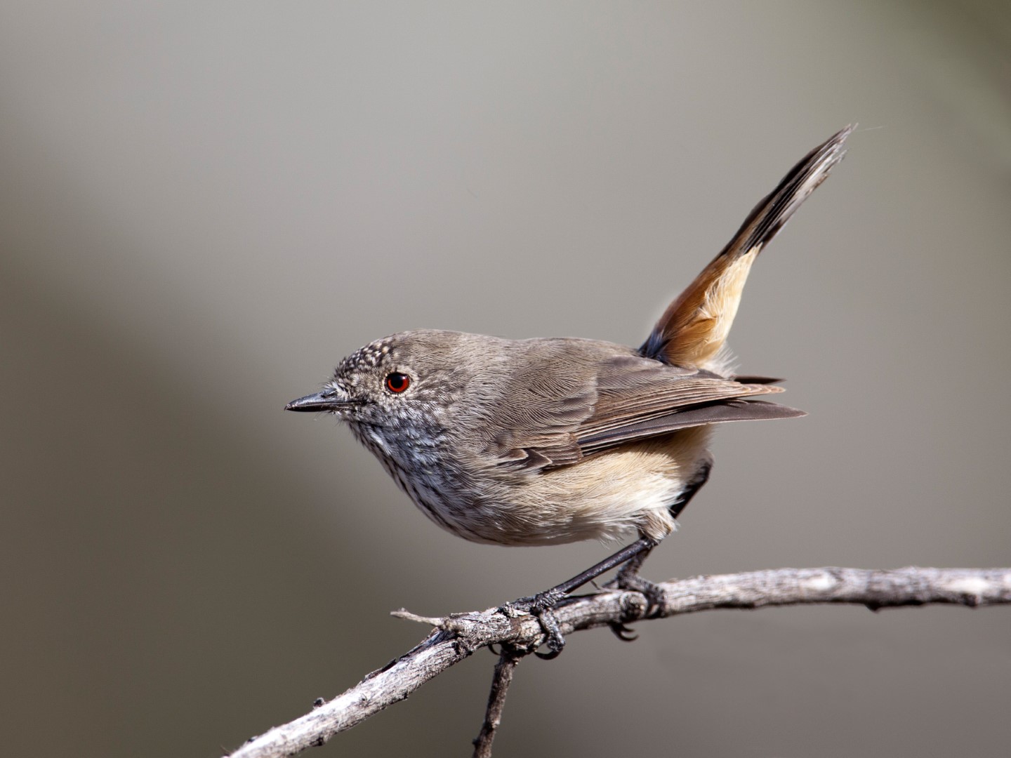 Inland Thornbill