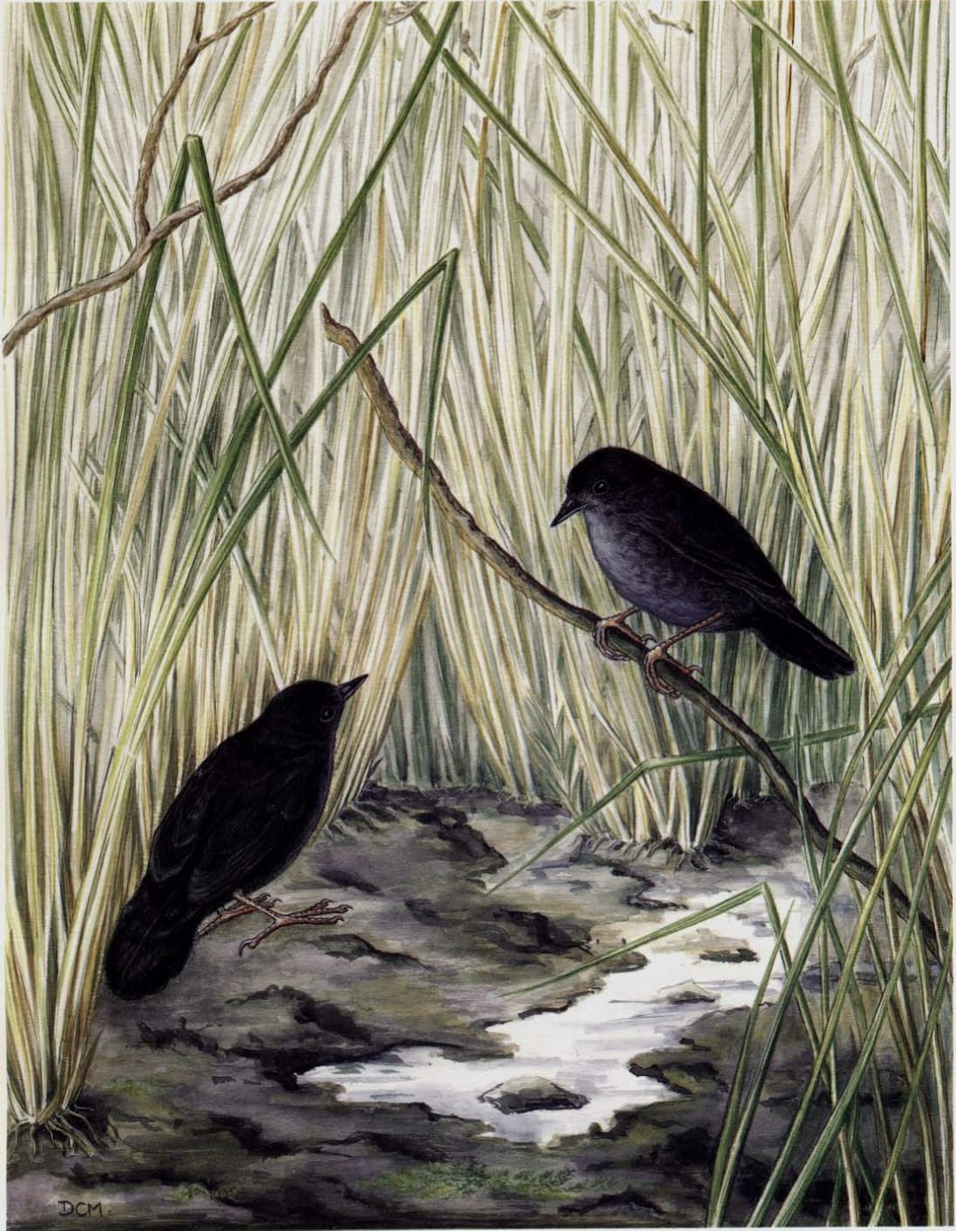 Iraí Tapaculo