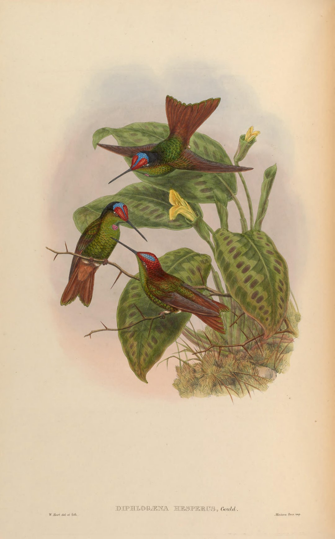 Iris Thorntail