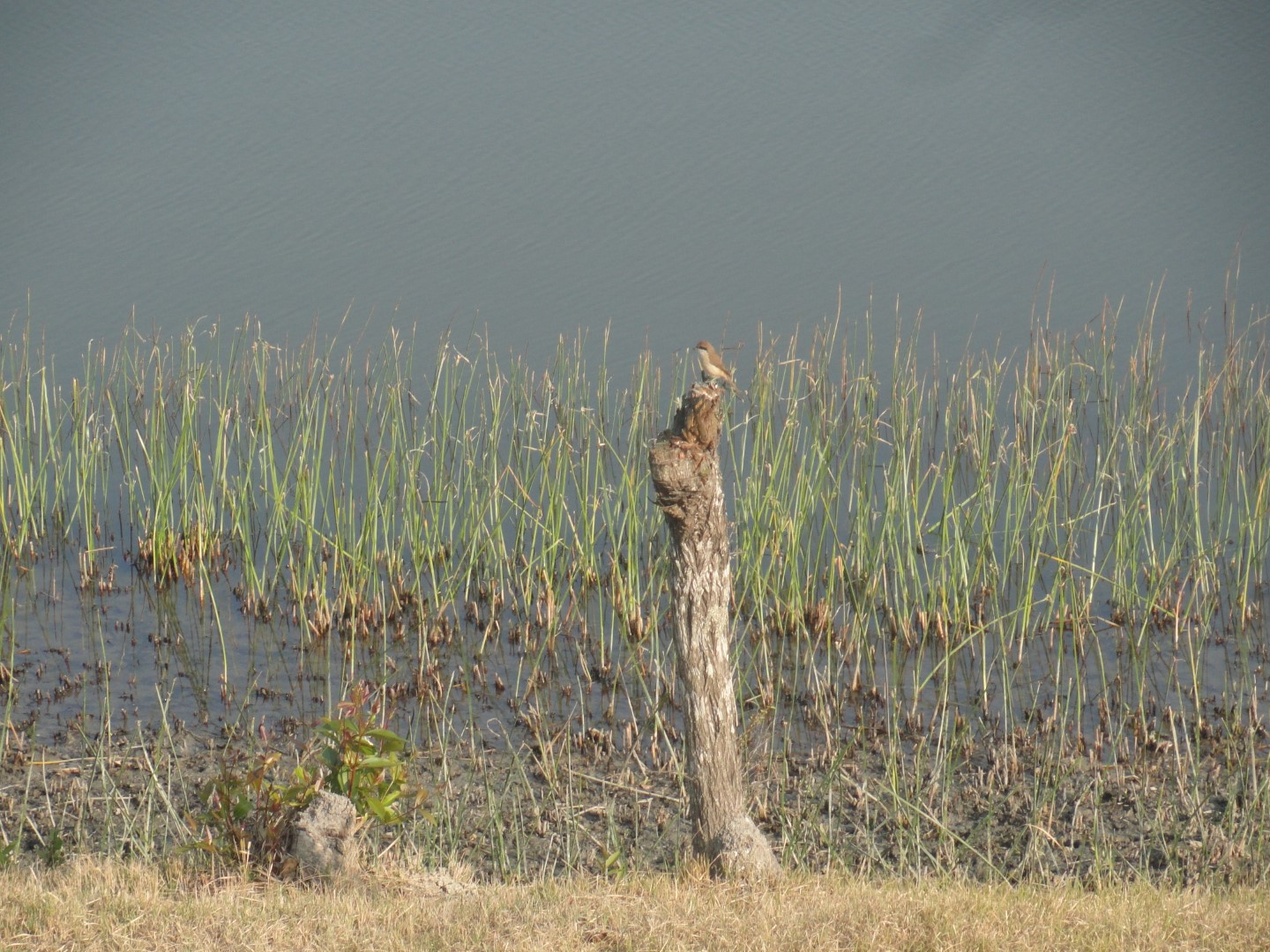 Isabelline Shrike