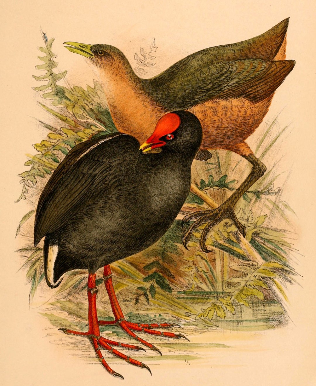 Isabelline waterhen
