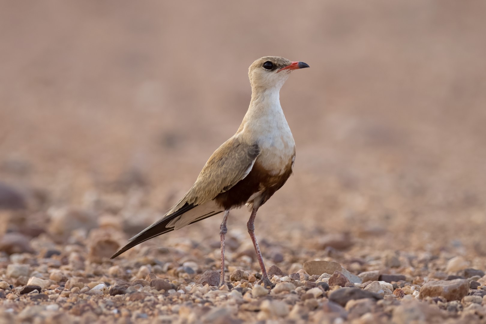 Isabelline Wheatear