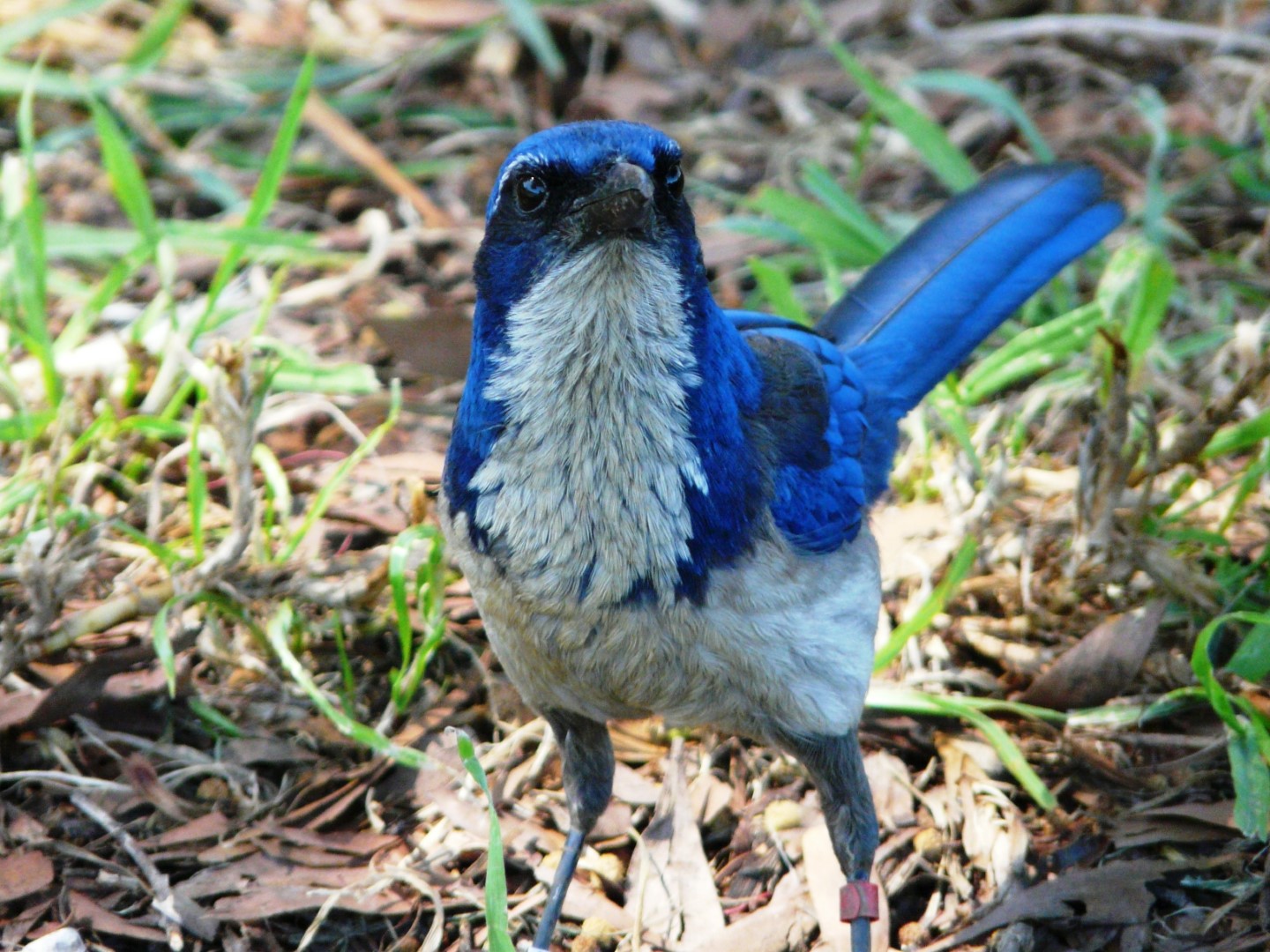 Island Scrub-Jay