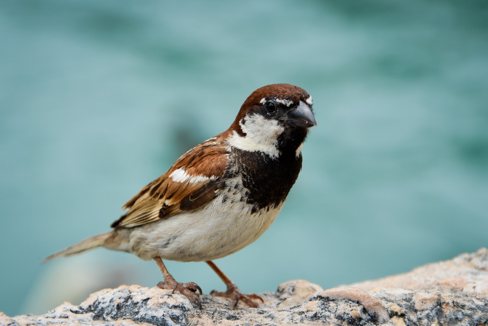 Italian Sparrow