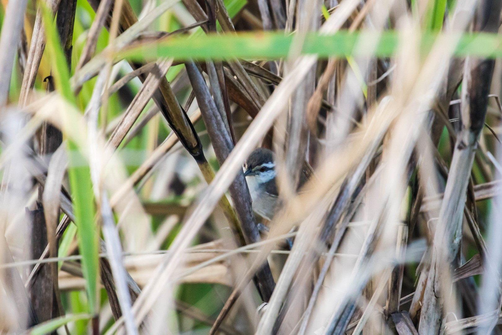 Ivory-billed Woodcreeper