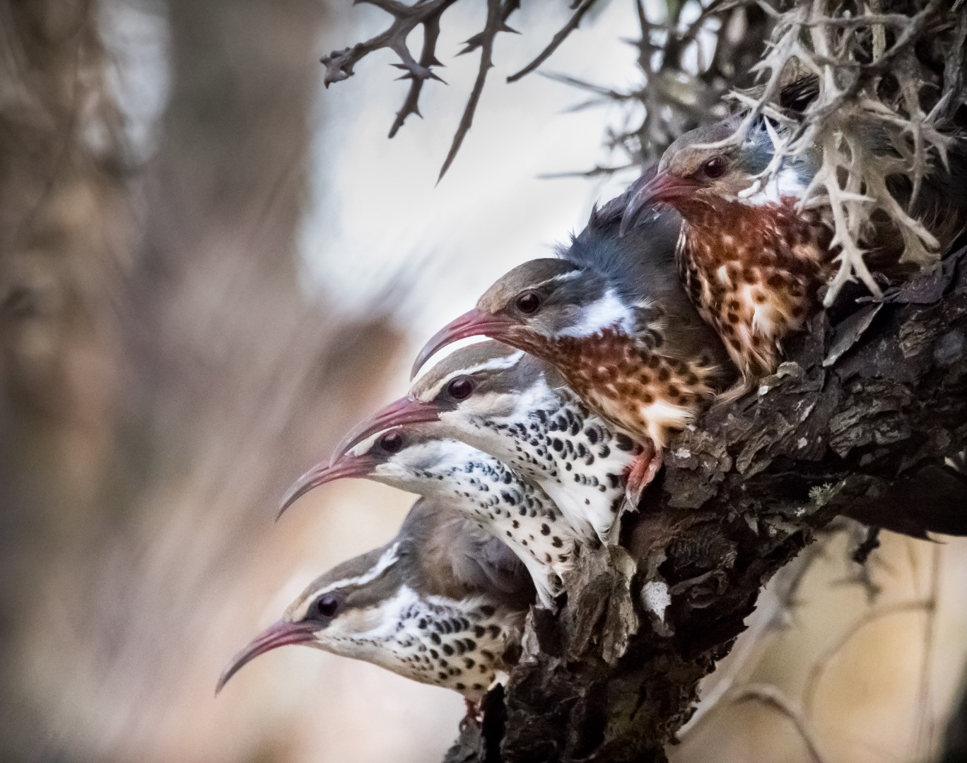 Ivory-billed Woodpecker