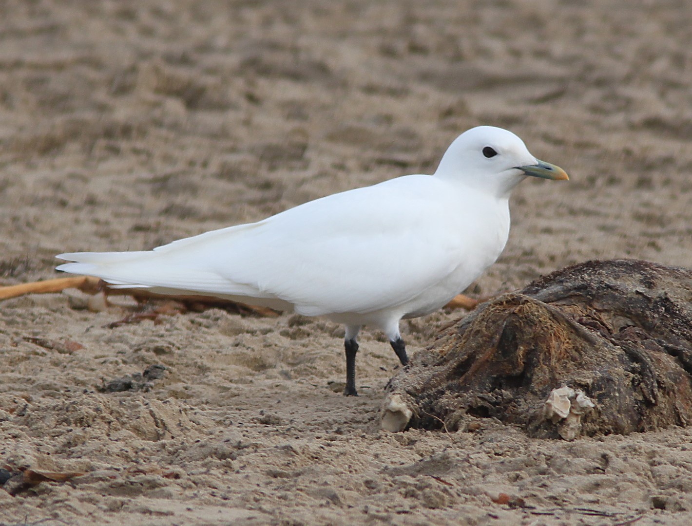 Ivory Gull