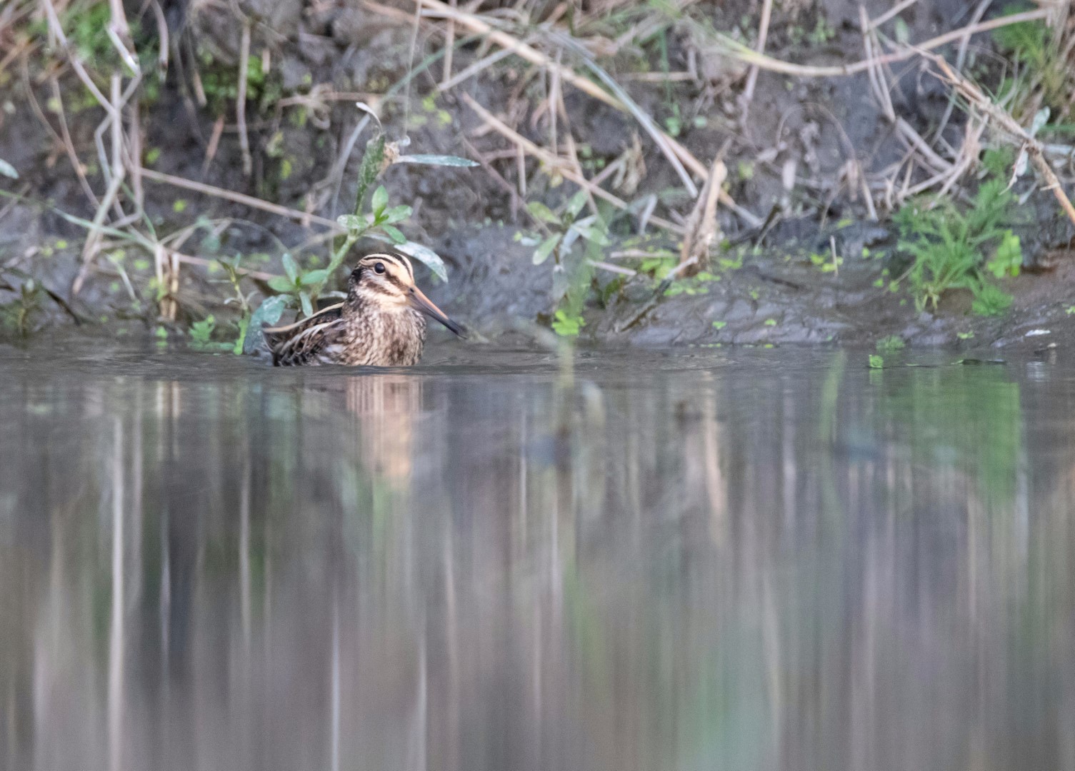 Jack Snipe