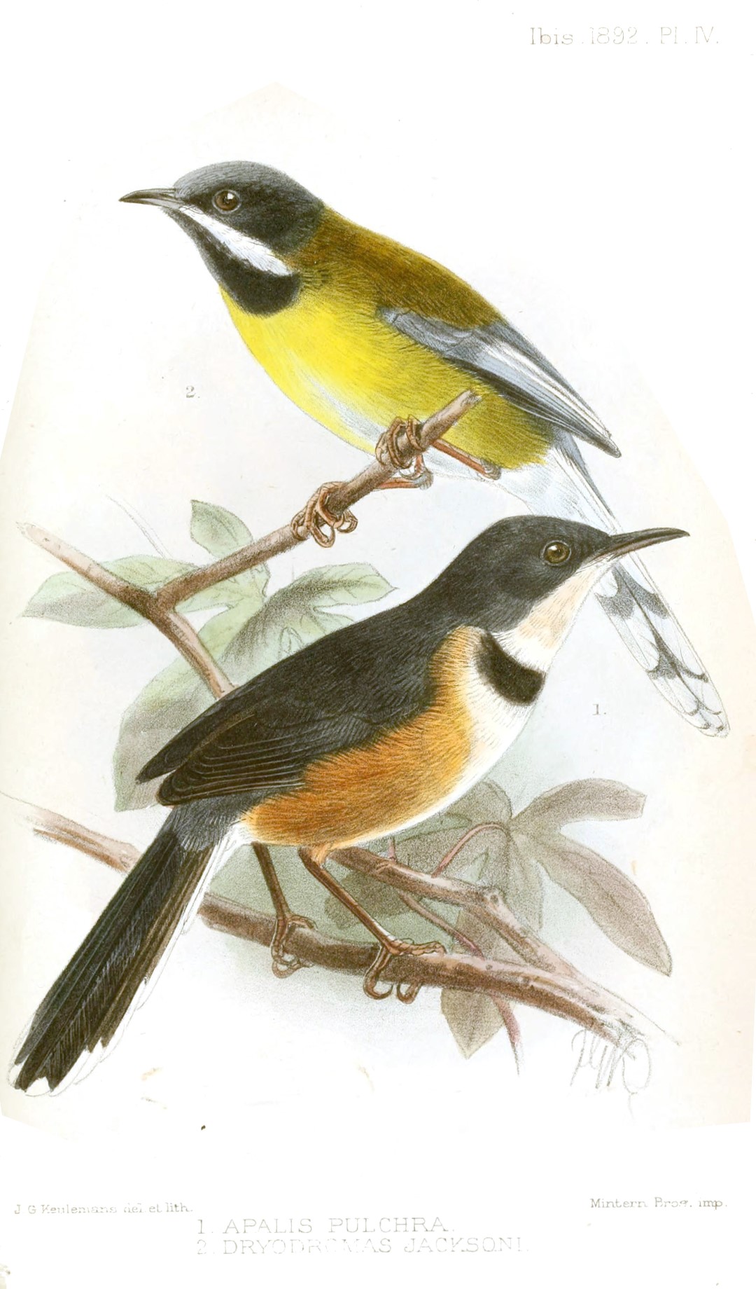 Jackson's Apalis