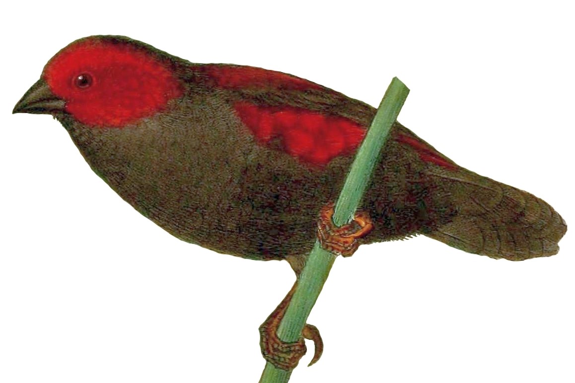Jackson's Widowbird