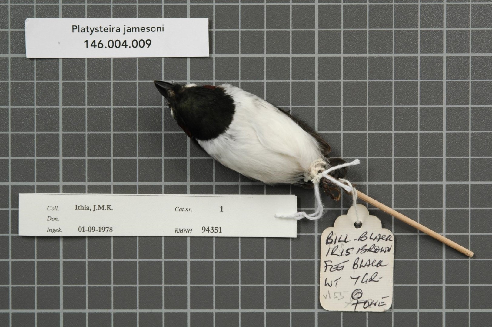 Jameson's wattle-eye