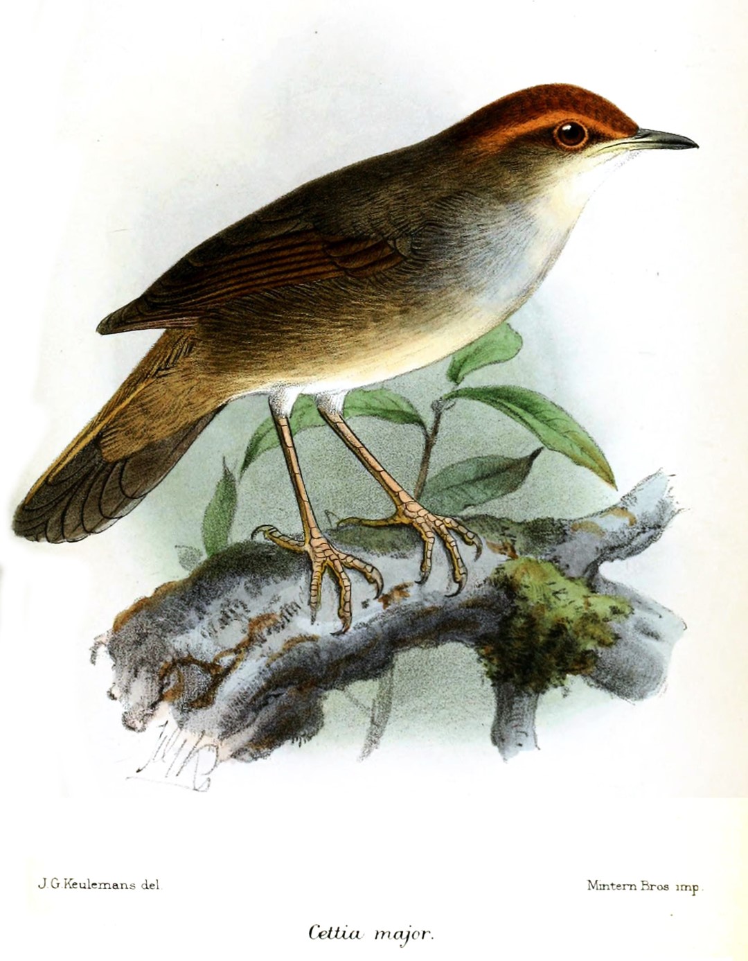 Japanese Bush Warbler