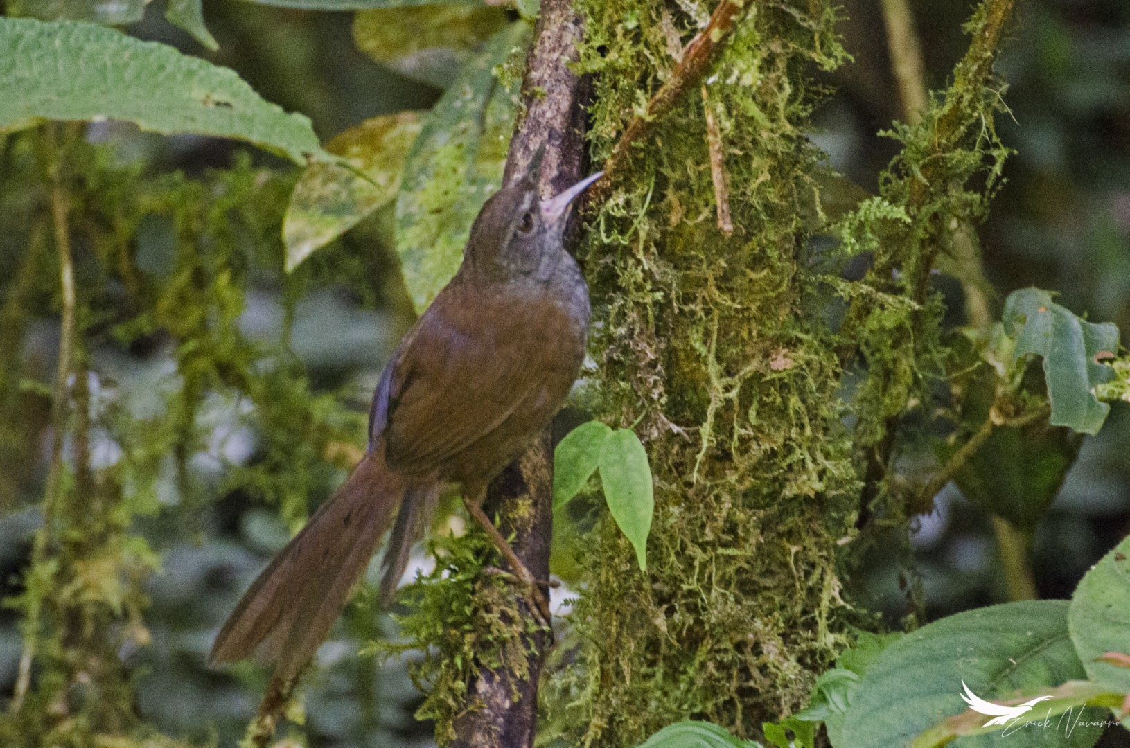 Japanese Bush Warbler