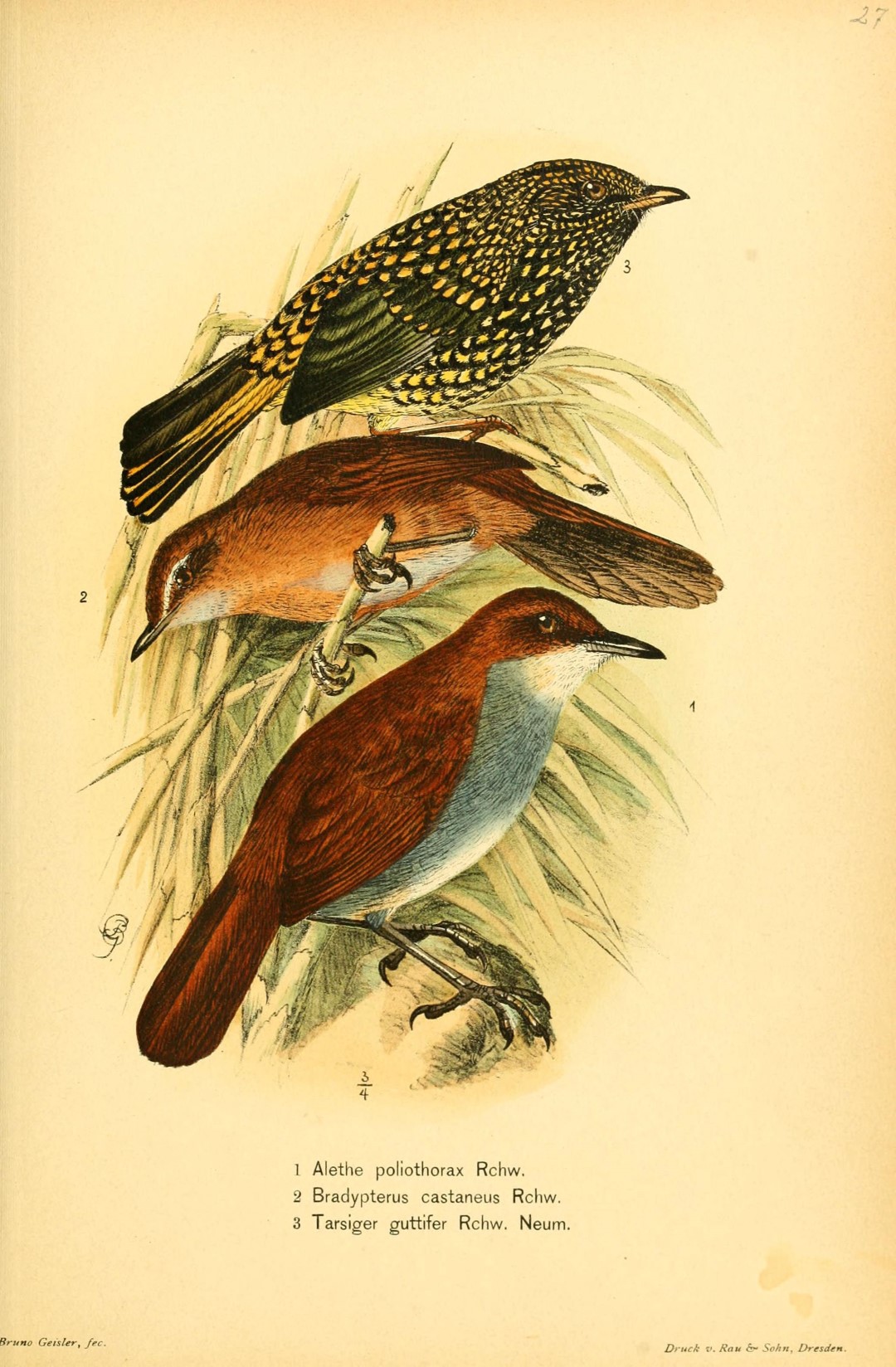 Japanese Bush Warbler