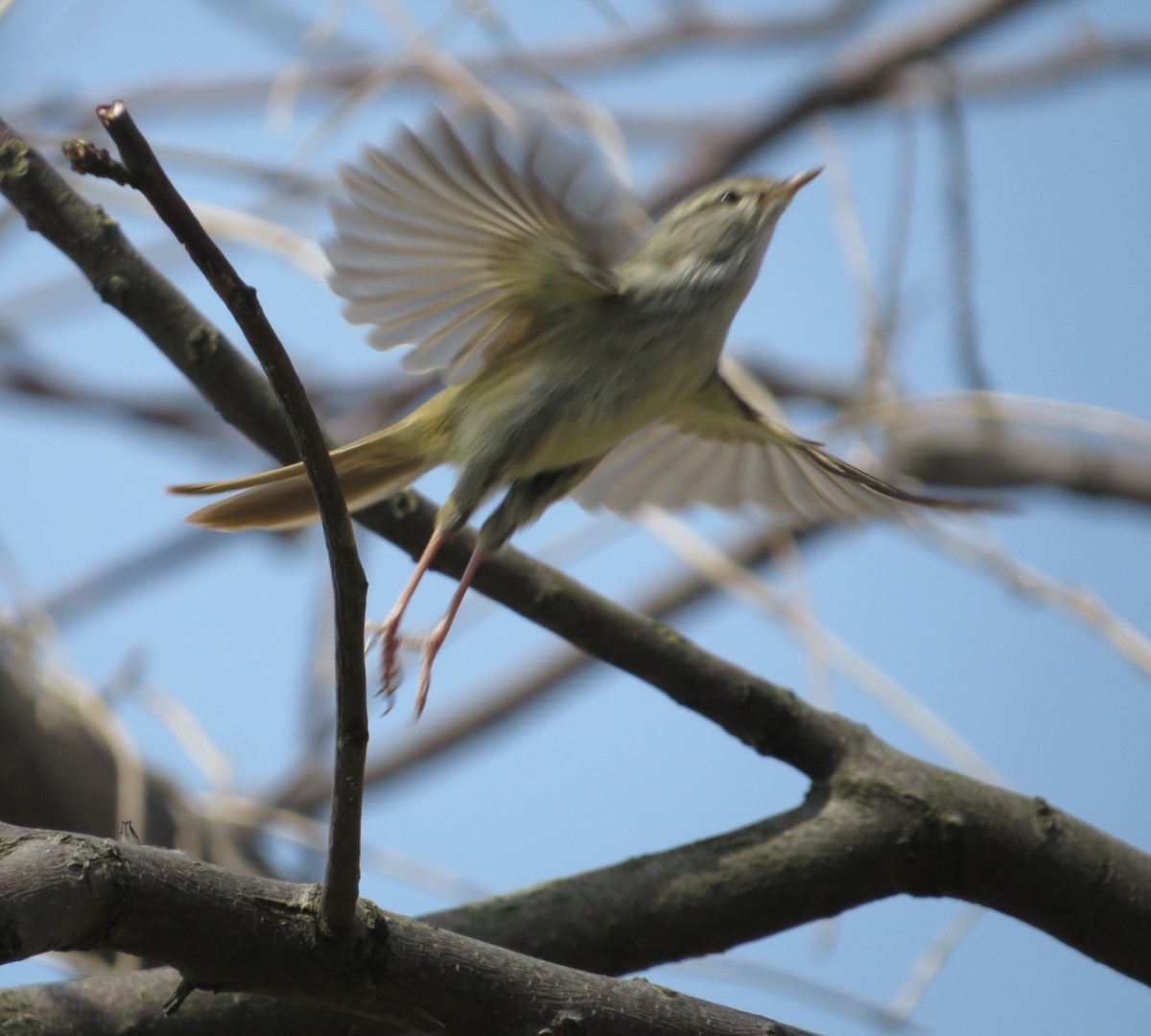 Japanese Bush Warbler