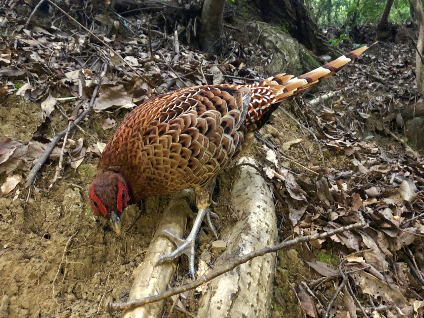 Japanese Green Pheasant