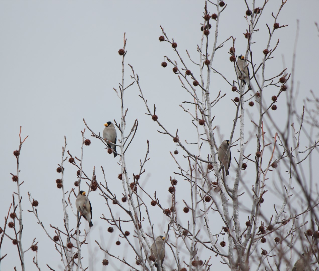 Japanese Grosbeak