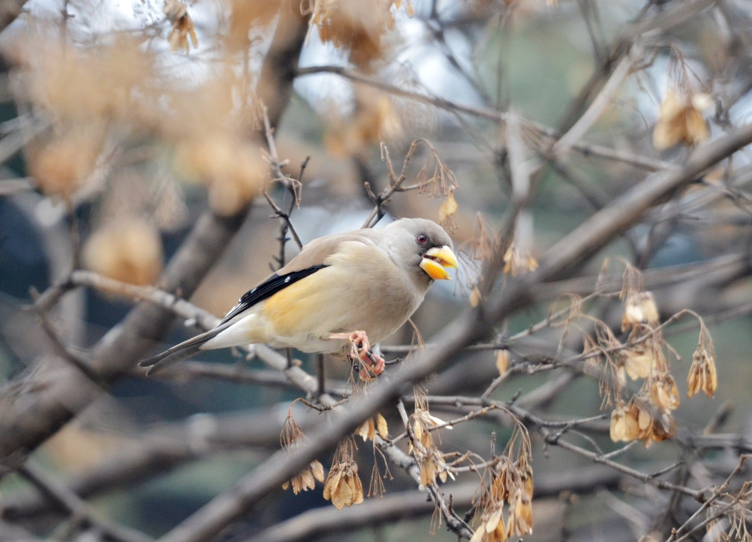 Japanese Grosbeak