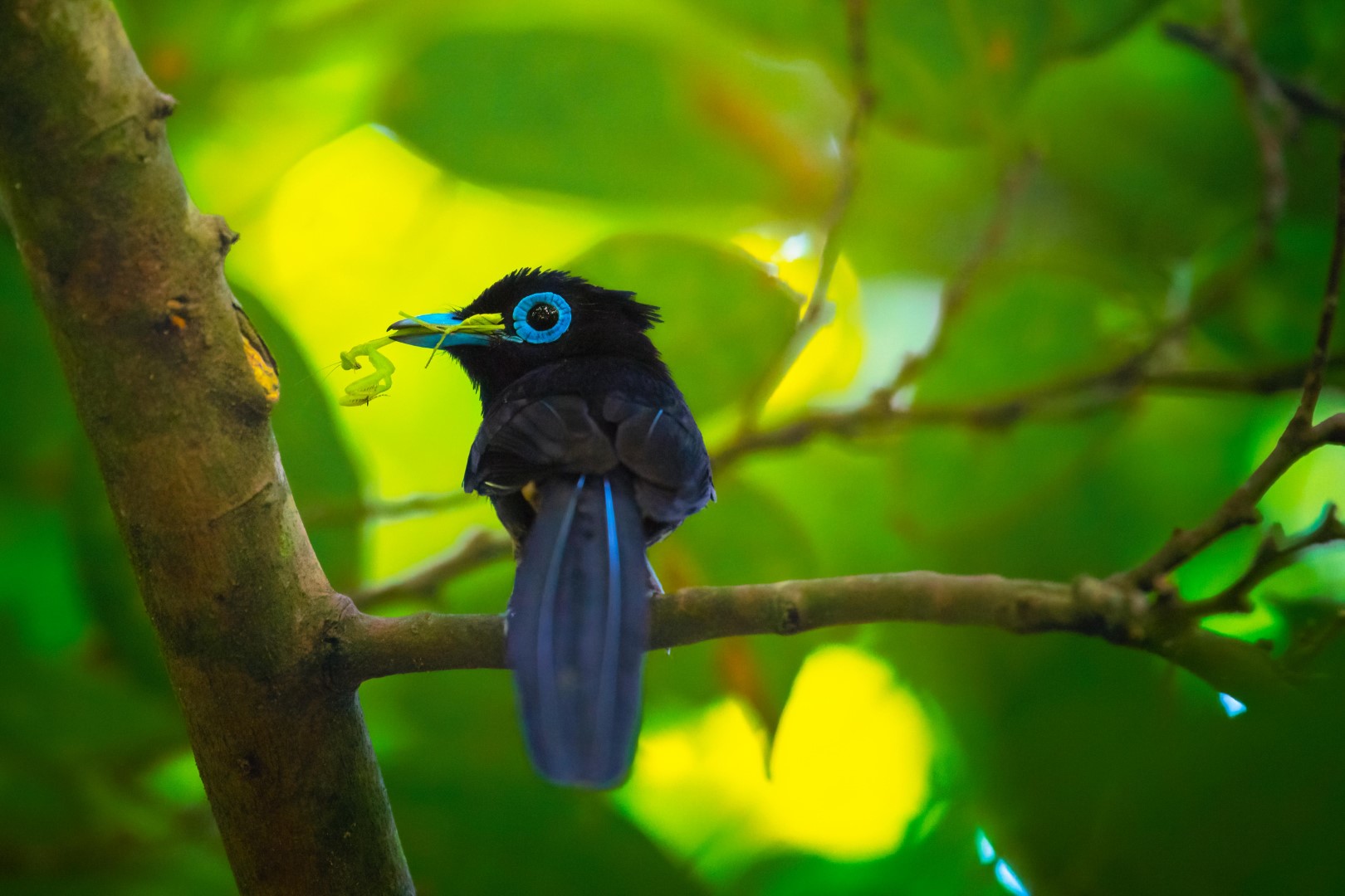 Japanese Paradise Flycatcher