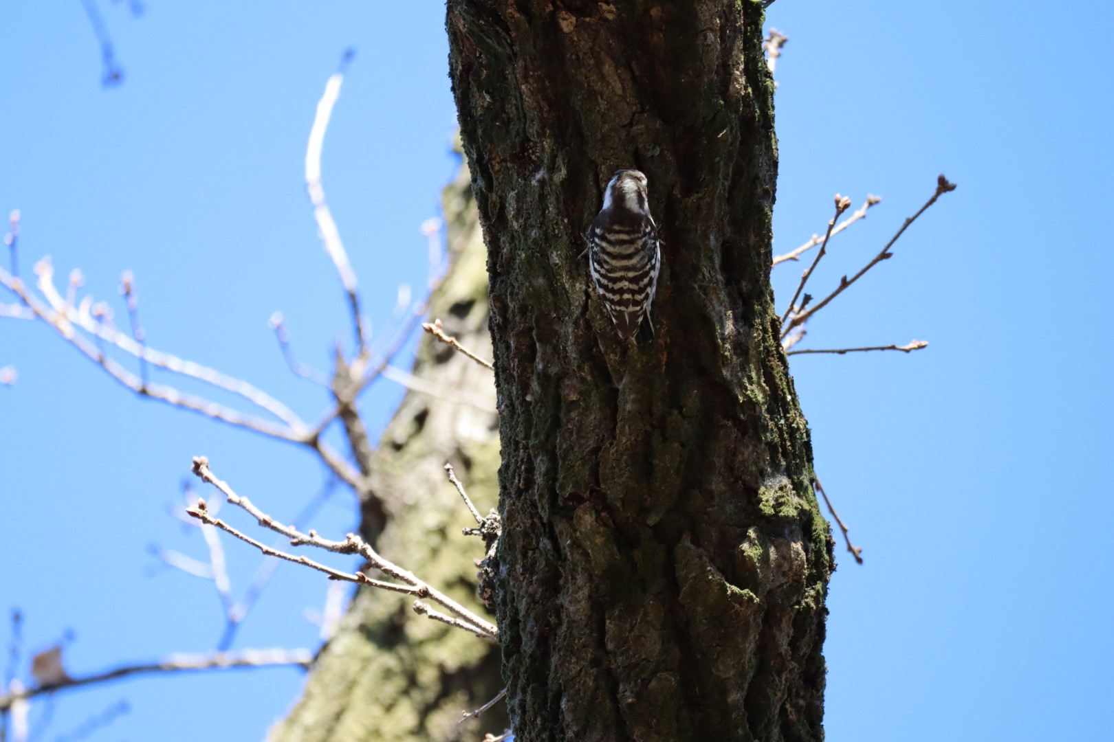 Japanese Pygmy Woodpecker