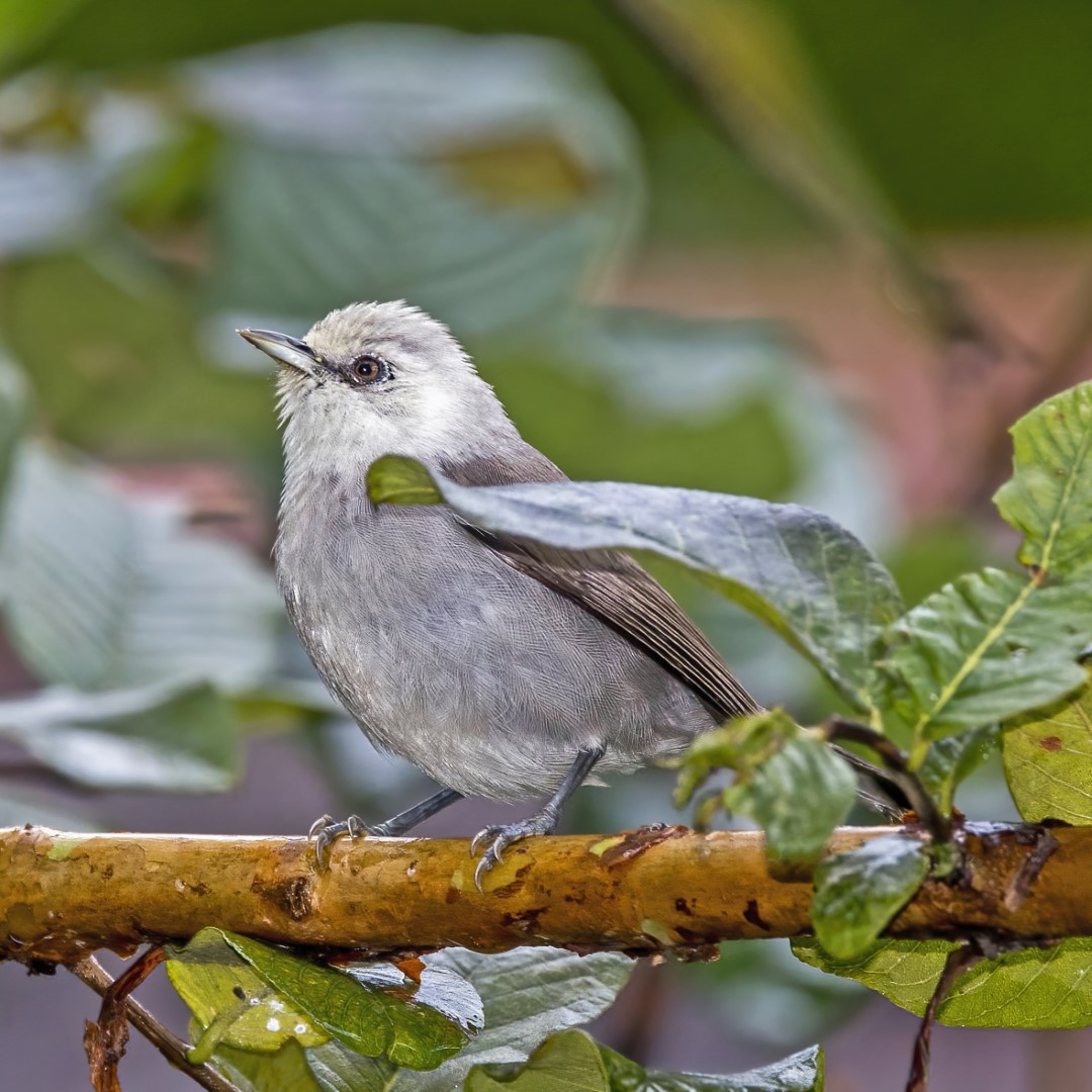 Japanese White-eye